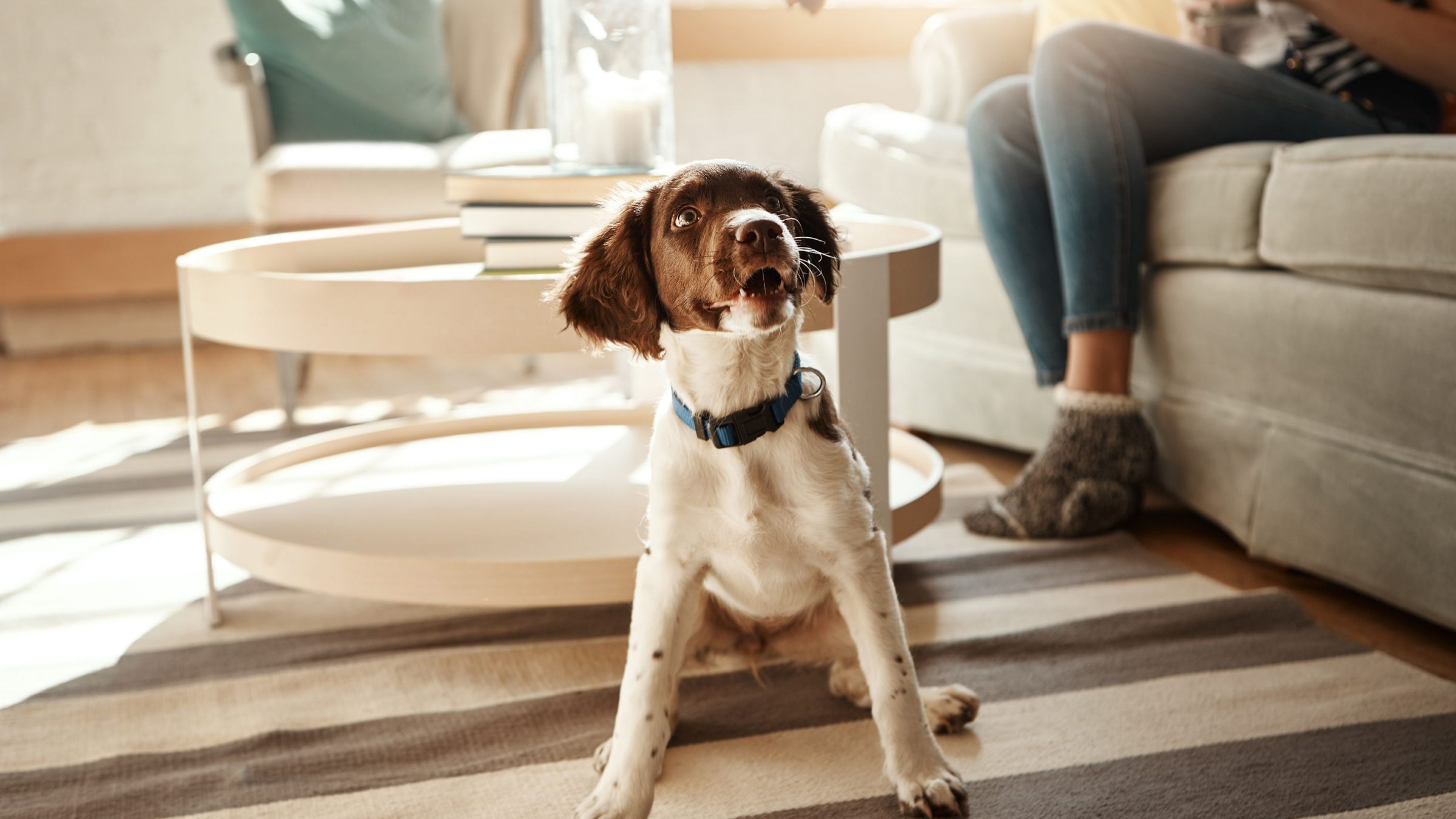 Hawthorne at Hixson cute dog sitting on apartment living room floor